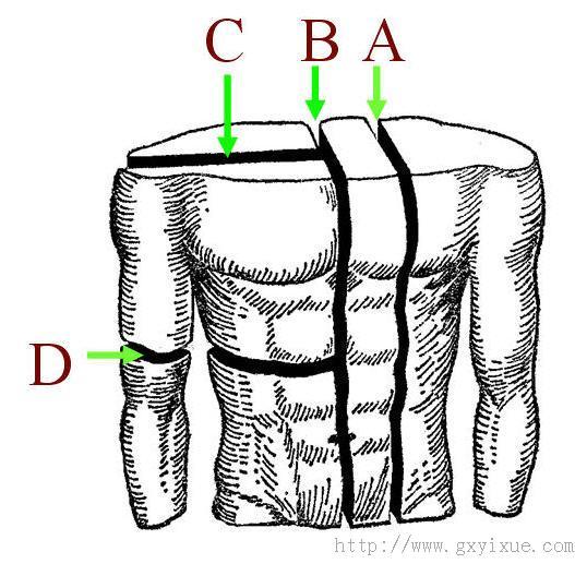 冠状面或额状面 是沿冠状轴方向所做的切面,它是将人体分为前后两部